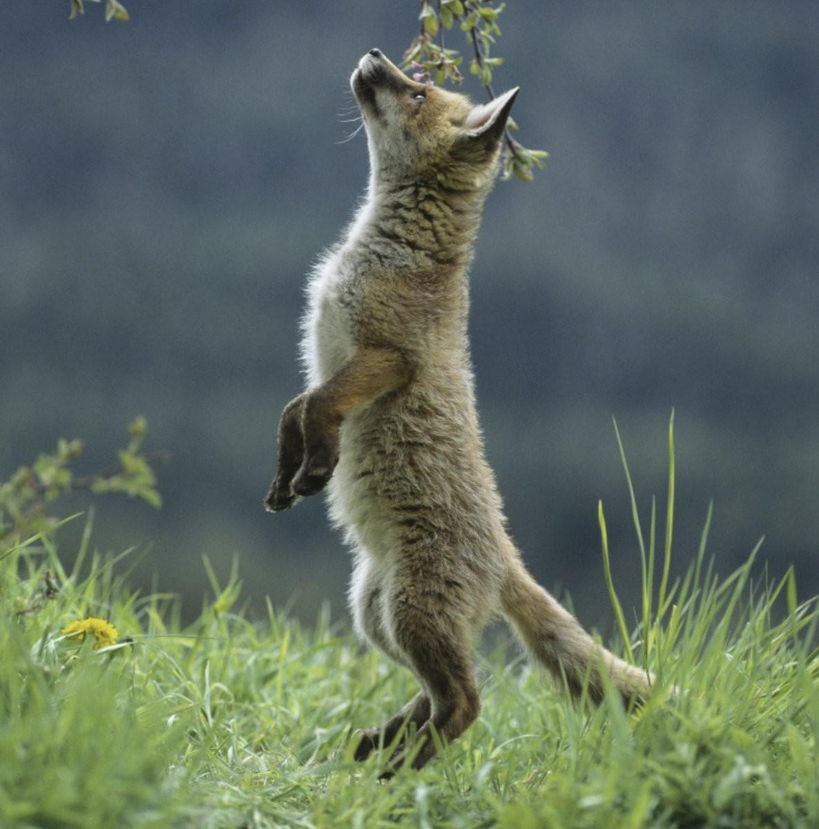 ProtectTheWild_'s tweet photo. We're so so close to 70,000 followers! That's almost 70,000 people who want to see an end to hunting and shooting in the UK!

Do you stand with us? Help us go into the weekend on a new milestone! 

RT and follow @ProtectTheWild_ and together we will end bloodsports in the UK. https://t.co/y4eAZfSeYK
