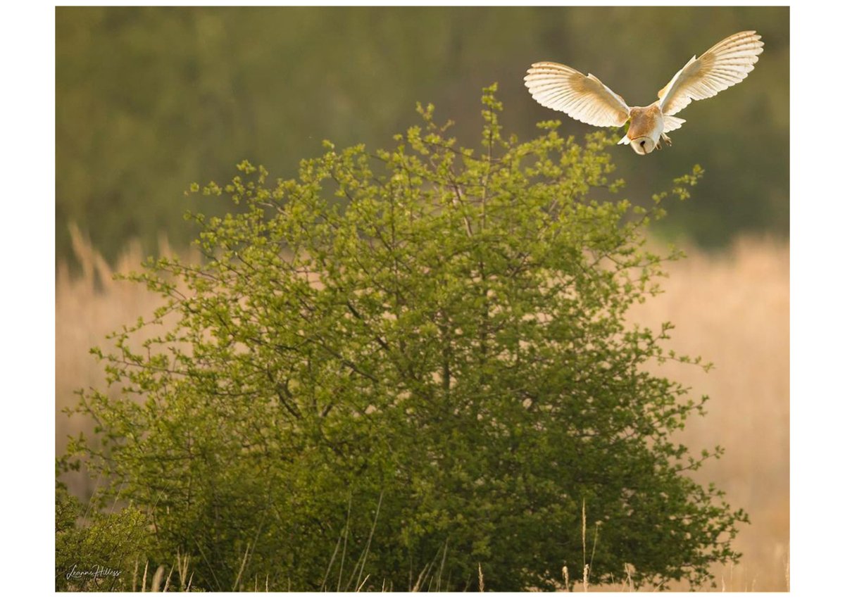 wildlifebcn's tweet photo. #WorldAnimalDay today what better way to celebrate the fantastic array of wildlife in our 3 counties than with images you have shared with us recently.

📸1 Grey Heron by Liam Howley
📸2 Barn Owl by Leanne Hilless
📸3 Kingfisher by Jamie Clarkson
📸4 Common Darter by Rachel Lynn https://t.co/ONW82XY6A9