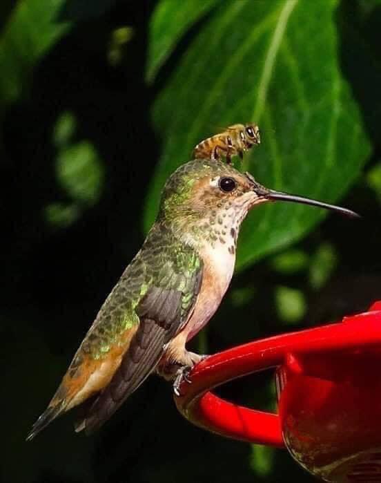 ✅ Dos héroes del planeta. 
❤️ 🌍 

#FelizMiercolesATodos 

#DíaMundialDeLosAnimales
#SoyTuBrother y #SomosAcapulco