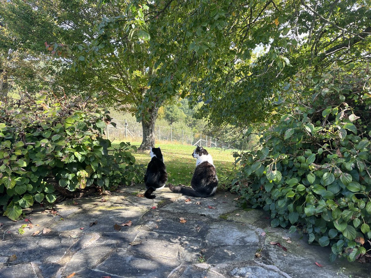 Yesterday in the middle of an interview I caught a glimpse of these two 15-year-old lovebirds.