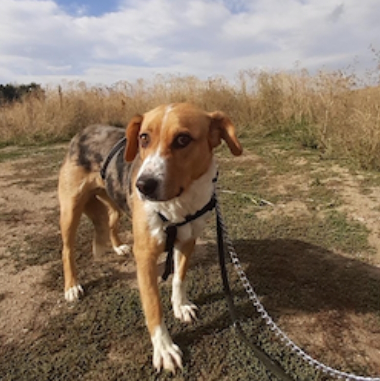 💐ENCINA💐

Es tímida, pero encantadora!!
Muy dulce, amable, delicada y tranquila. 

Está en adopción RESPONSABLE. 
En Protectora Huellas #Ávila   
Contacto 629 16 57 88 Tina  685 84 00 66 Isabel