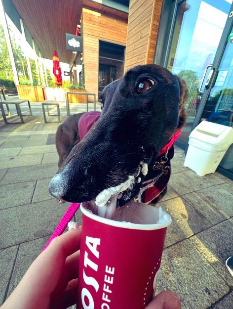 DOTSyndicate's tweet photo. 📢 | 𝐑𝐞𝐭𝐢𝐫𝐞𝐦𝐞𝐧𝐭

Over the past few months we made the decision as a syndicate to retire our first ever girl Scarlet Beauty.
As you can see our girl is now living the happily retired life she deserves and rehomed with the perfect family!

😍🫡 https://t.co/Z9SqjyMnZ7