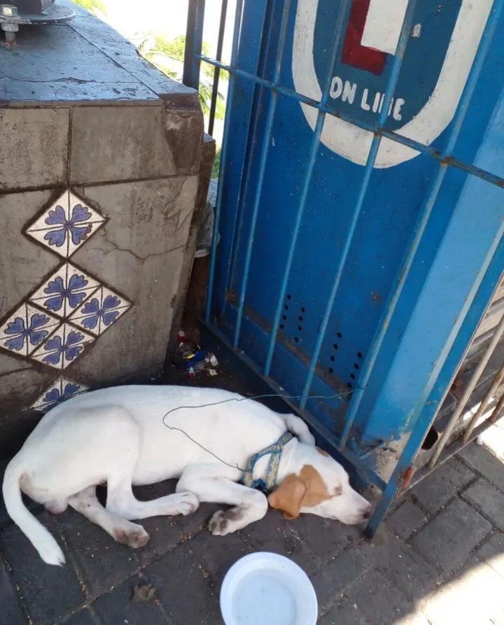 AnimaisRecife's tweet photo. 🚨 URGENTE ‼️
RUA DO SOL
RECIFE

ABANDONADO 💔
doguinho novinho e limpinho foi abandonado nas imediações dos correios na rua do Sol

Alguém pode adotar? 
Resgatar? https://t.co/ulcey04EYh