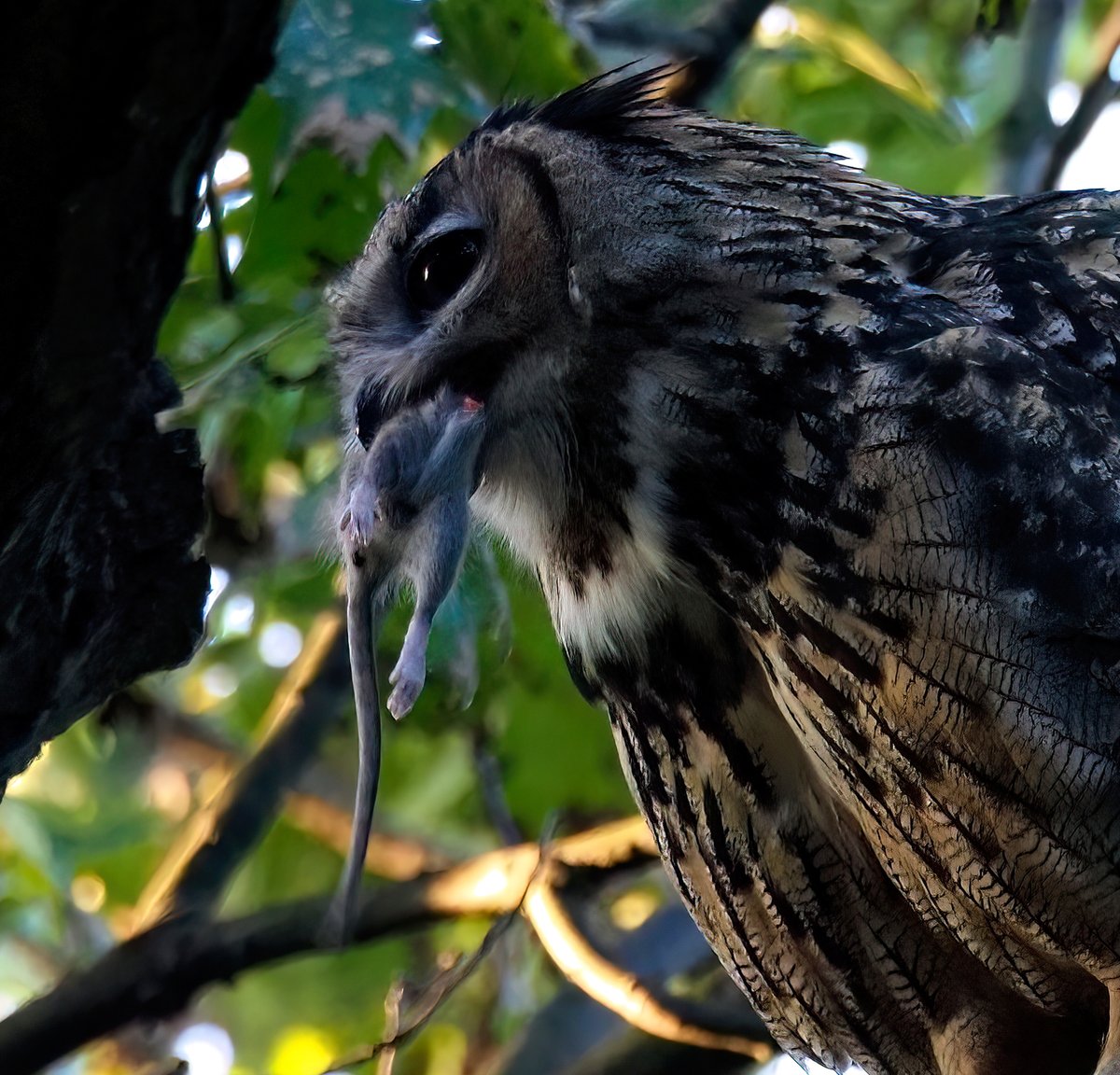 Above96th's tweet photo. 🎉🎉🎉Early today, I spotted NYC's favorite #RatCzar finishing up after a hard night's work in Central Park. May seem hard to swallow, but he polished this off whole!❤️🦉❤️ #Flaco #CentralPark #birdcpp https://t.co/Dbza60qwCB