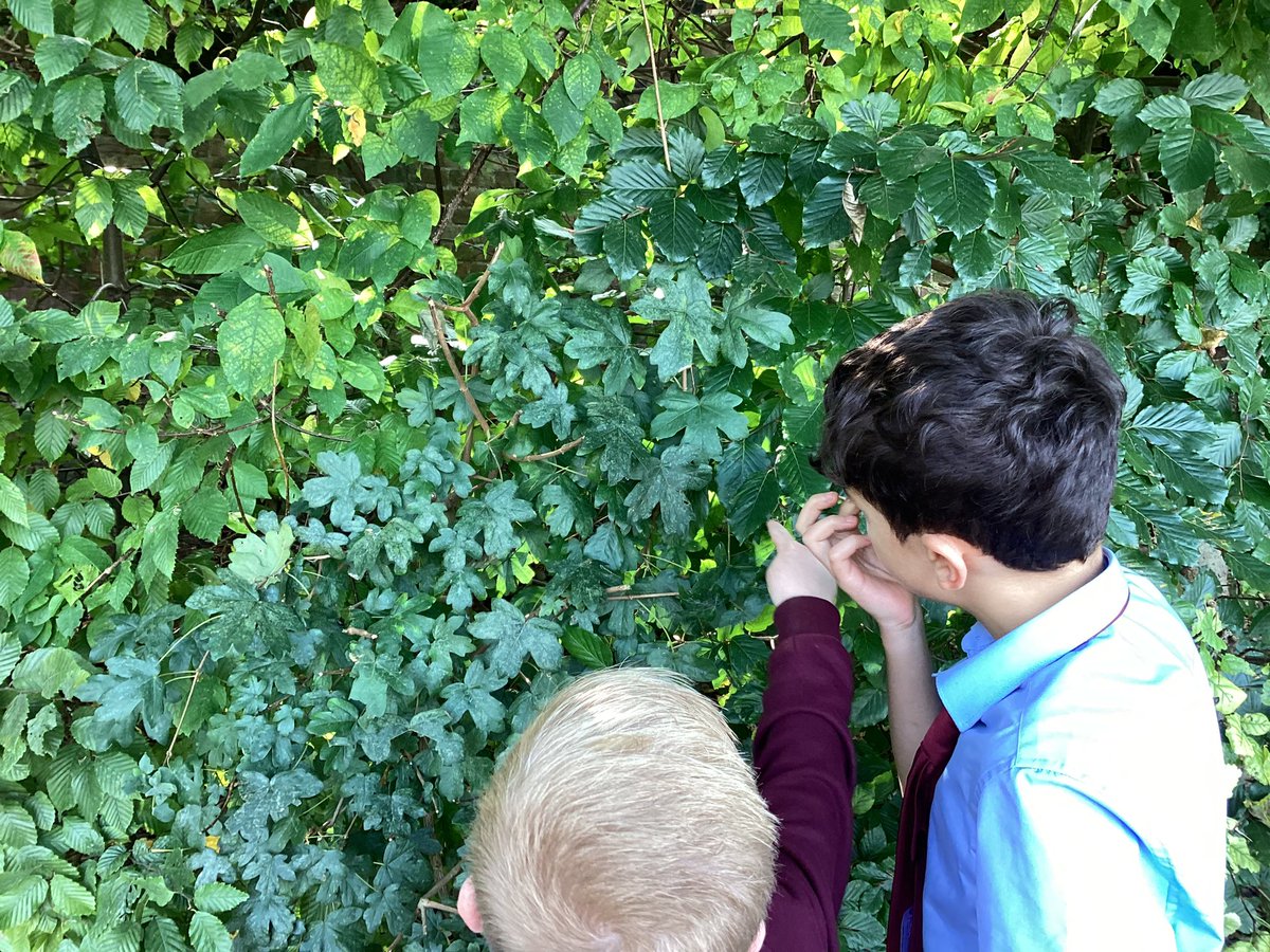 St Charles Catholic Primary Year 4 tweet media