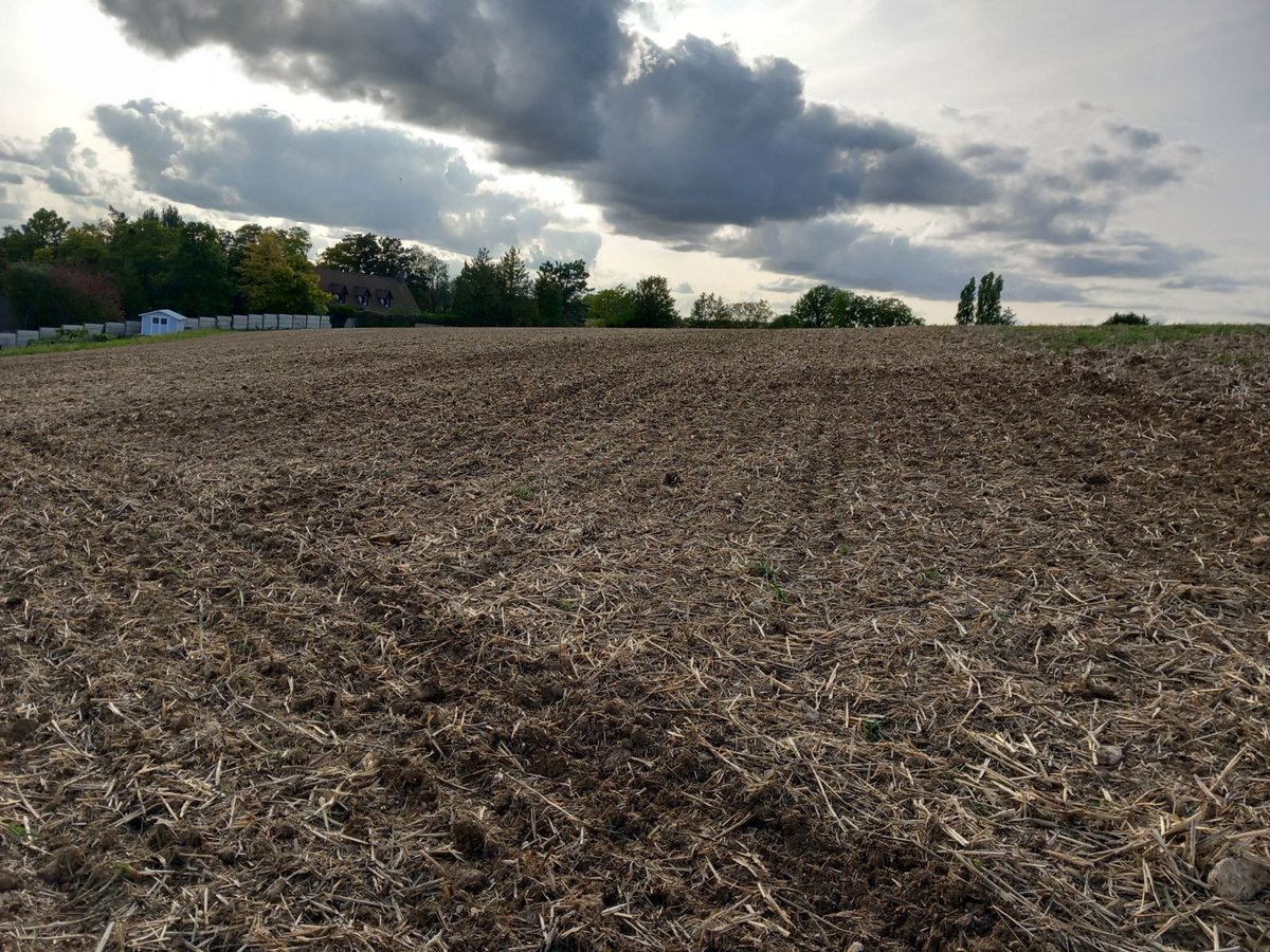 🌼🏵 Essais bandes fleuries en semis d'automne en Eure-et-loir, on se retrouve en avril prochain pour commencer les suivis floristiques et entomologiques 🪲