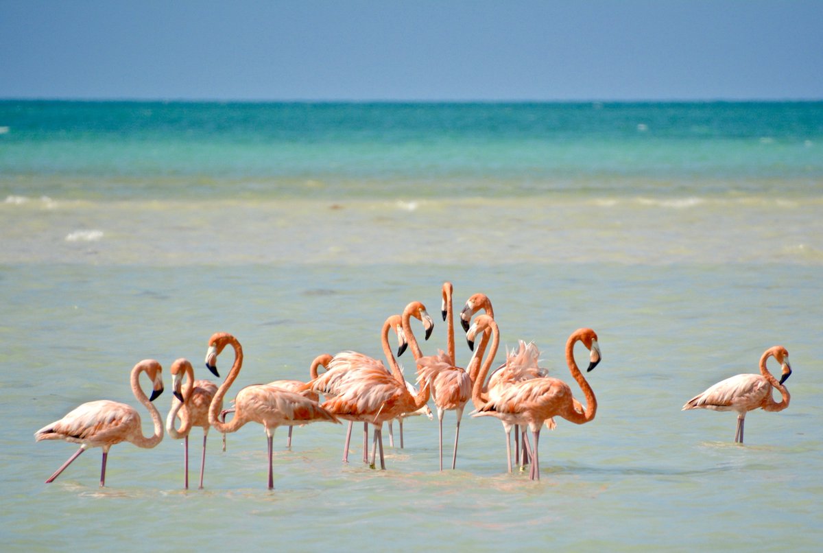 BttbPortugal's tweet photo. Punta Cana é o lar de muitas espécies de aves, incluindo flamingos, garças e papagaios🦩. https://t.co/yJsdwkYvzW