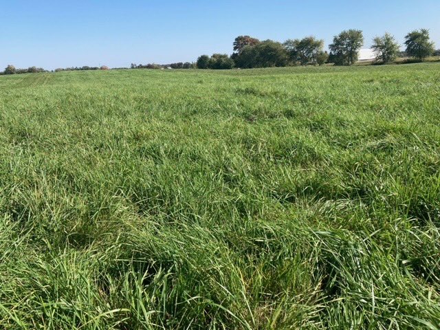 speareseeds's tweet photo. Always happy to get pics like this from @speareseeds customers! 50 acres pasture overseed after 1st cutting. #thick #nospray #notaweedinsight @KevinAitken3 https://t.co/1McAKBOym6