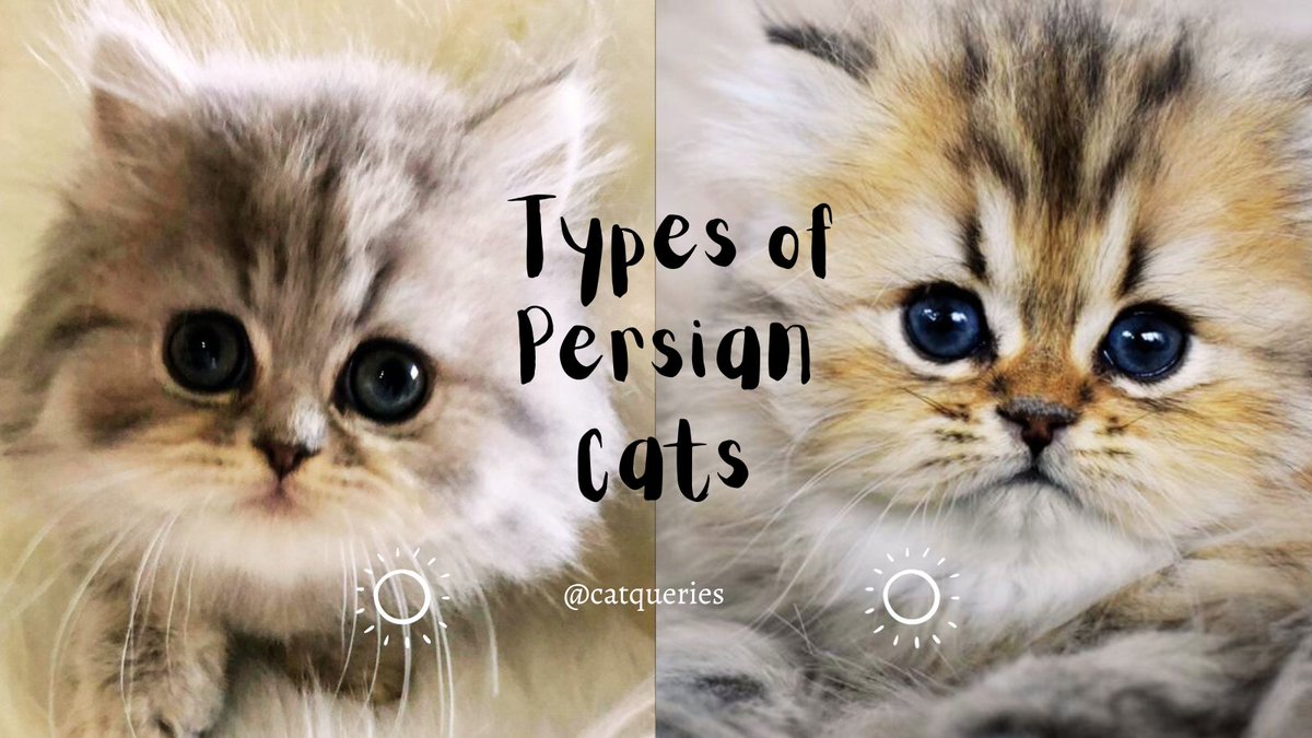 QueriesCat's tweet photo. Looking to welcome a furry friend into your home? We'll guide you through the different types of Persian cats, so you can choose the one that matches your lifestyle and preferences. 
Read more: https://t.co/lFI8KpFlLz
#persiancat #typesofpersian #persianlovers https://t.co/osglHmuJZ1