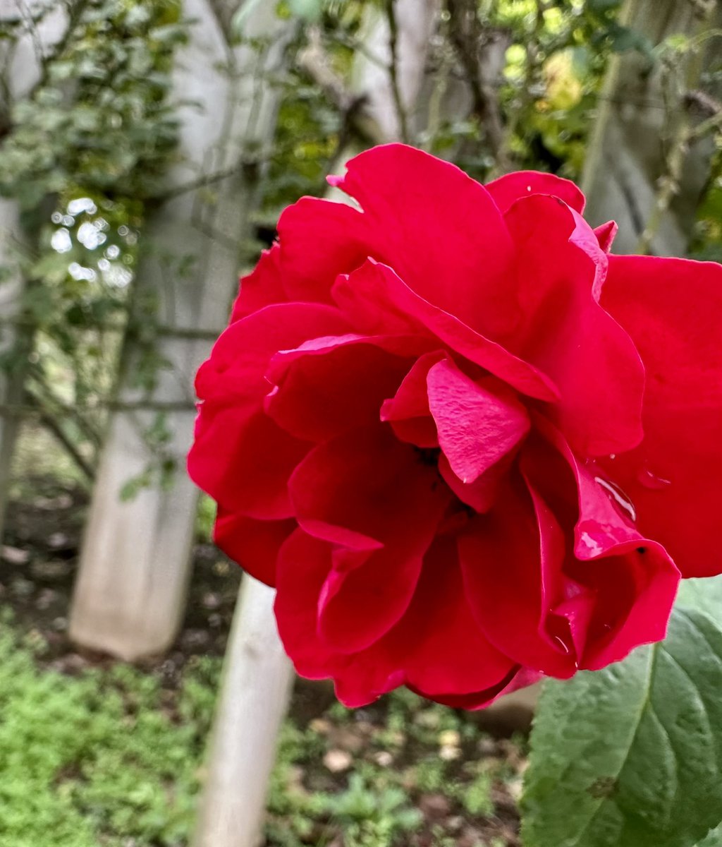 iwa1122rose's tweet photo. 薔薇は「イナ姫」🌹
( Rose Inahome )
素敵な明日を♪🌹🌿🍀
Have a Nice Tomorrow ♪
#Inahime https://t.co/lmABPkYngY