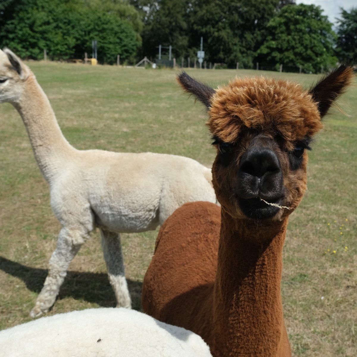 Landscape Services tweet media