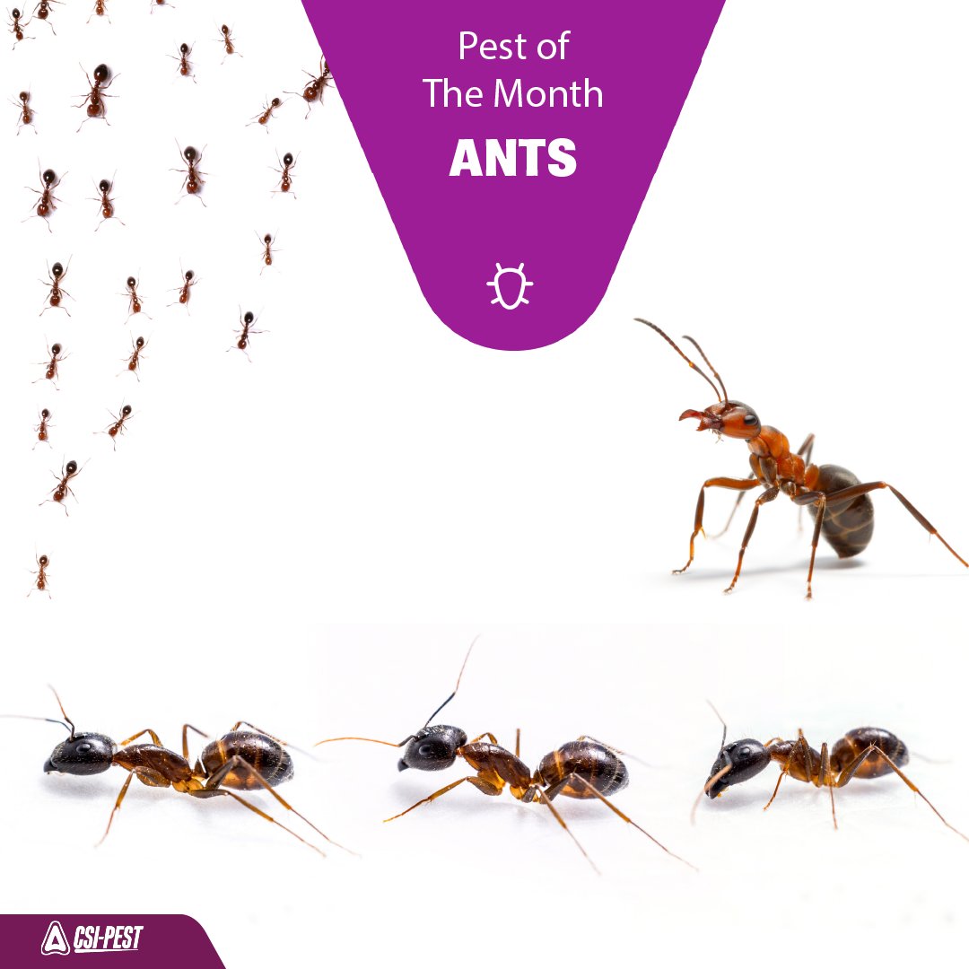 csi_pest's tweet photo. This month CSI Pest will focus on ants. Our expert service technicians are here to share some fascinating insights, effective product solutions, and intriguing facts about these pesky creatures! #PestOfTheMonth #PMP #ProfessionalPestControl https://t.co/x1TI2iXMQZ