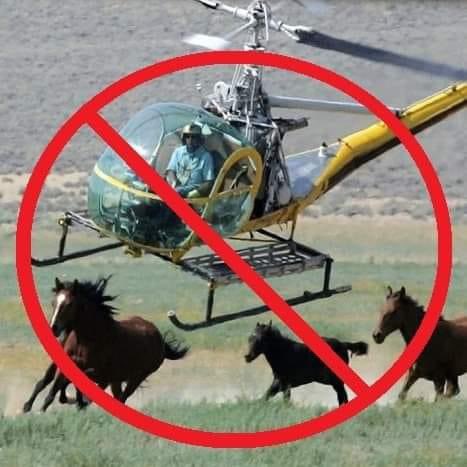 Colleen31211085's tweet image. @POTUS please stand up for America’s wild horses! The Bureau of Land Management cruelty and mismanagement of public funds for roundups, phony adoption schemes and permanent sterilization of remaining wild horses on public land must be investigated. #savewildhorses