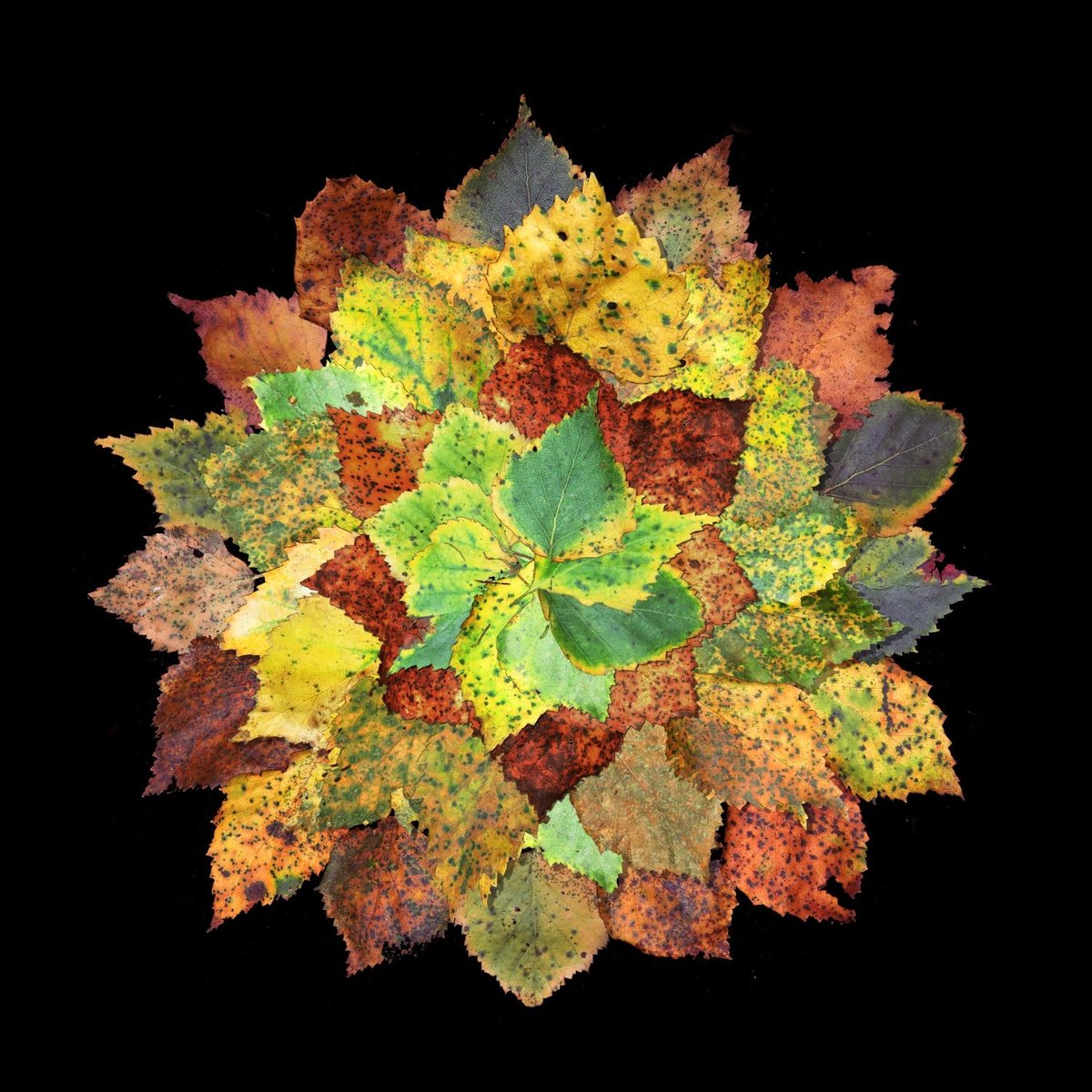 "Autumn is a second spring when every leaf is a flower." - Albert Camus.

Fallen birch leaves - each with its own unique take on autumn