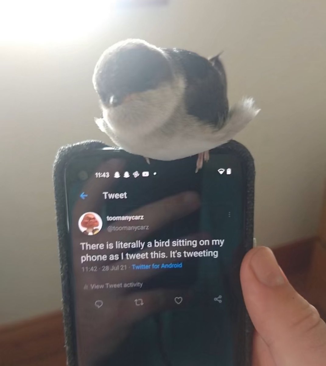 internet hall of fame (@interneth0f) on Twitter photo 