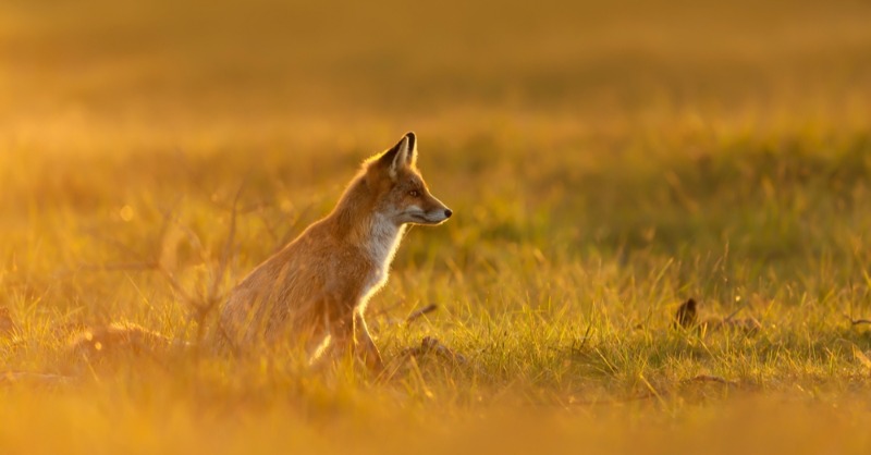 Today is the biggest day of the year for illegal fox hunting. And we're not just going to sit here and let them have their fun. If like us you hate and detest their sick pastime RT this post - show them what the public really thinks!