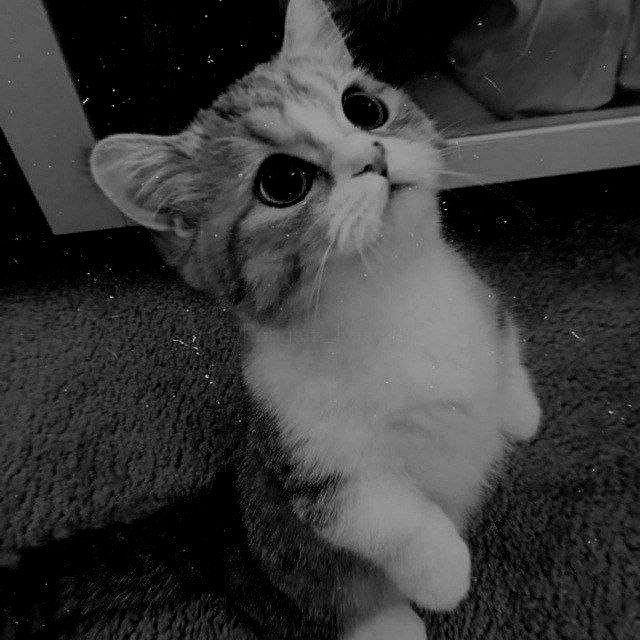 بریم سه کیلویی شیم🥺🥺 به همه بک میدم پیشیا🥺🐈‍⬛
ریت=ریت