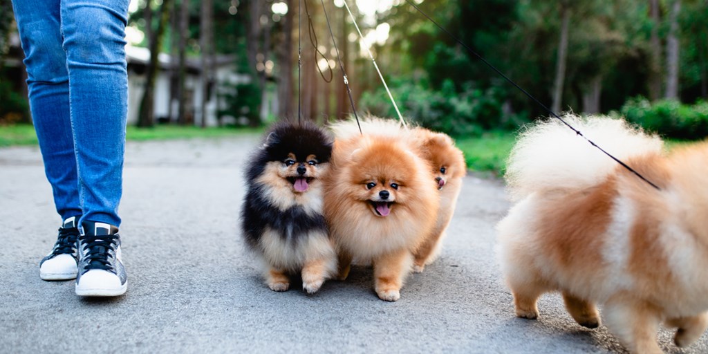 VetDogsProducts's tweet photo. Are you a #SmallBreed or #LargeBreed owner? We have some interesting #benefits as to why small breeds might be the right choice for you. ๐ ๐พ
Article: https://t.co/goEGGyeU18 https://t.co/t1rg3qzNg6