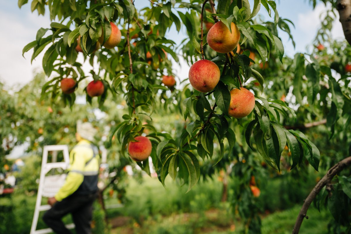 greenbeltca's tweet photo. Today in celebration of #ONAgWeek, we are heading south in the #Greenbelt to the Niagara Tender Fruit and Grape Area.
What grows here?
ππ Over 90% of Ontario's peaches and grapes
π A variety of pears and plums!
Good things grow in the #Greenbelt. https://t.co/kUPBMVfVAb