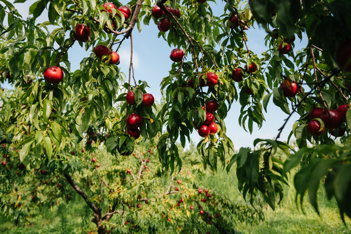 greenbeltca's tweet photo. Today in celebration of #ONAgWeek, we are heading south in the #Greenbelt to the Niagara Tender Fruit and Grape Area.
What grows here?
ππ Over 90% of Ontario's peaches and grapes
π A variety of pears and plums!
Good things grow in the #Greenbelt. https://t.co/kUPBMVfVAb