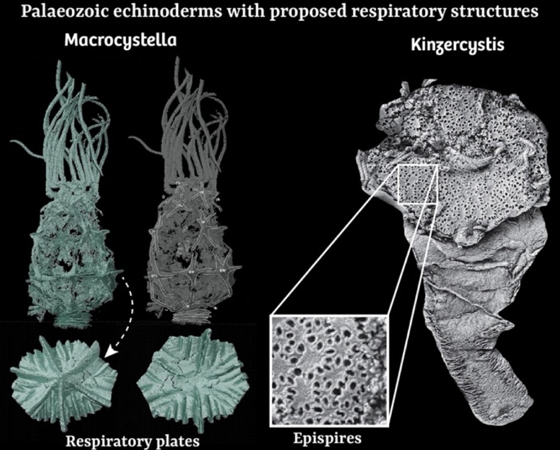 Another DTP PhD! This time led by @Frankie_Dunn_ on the origin of the iconic deuterostome (or perhaps bilaterian🤔) gill slits and figuring out which extinct echinoderms might have them. Collab with @VirtualPalaeo and Seb Shimeld. oumnh.web.ox.ac.uk/sitefiles/dunn…