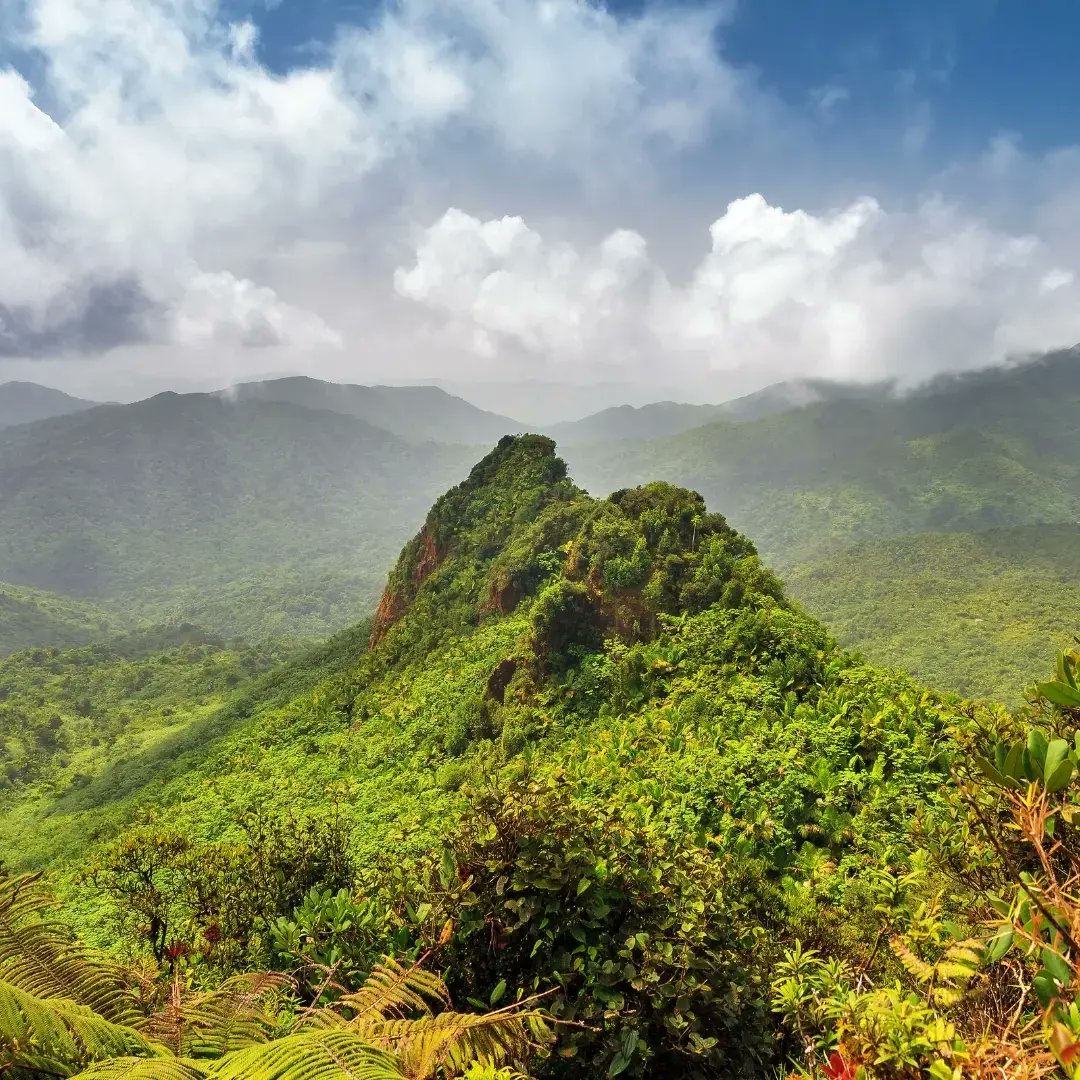 lrtfoundation's tweet photo. Our featured trip in our silent auction on Oct 18 at Vampire Circus at Vic Juba Community Theatre is Wonderments of Puerto Rico for 2. It includes 4-night stay in a standard Room at Fairmont El San Juan, El Yunque Rainforest off the beaten path tour, &amp; Bioluminescence Kayaking. https://t.co/TP7R5H6ZWF