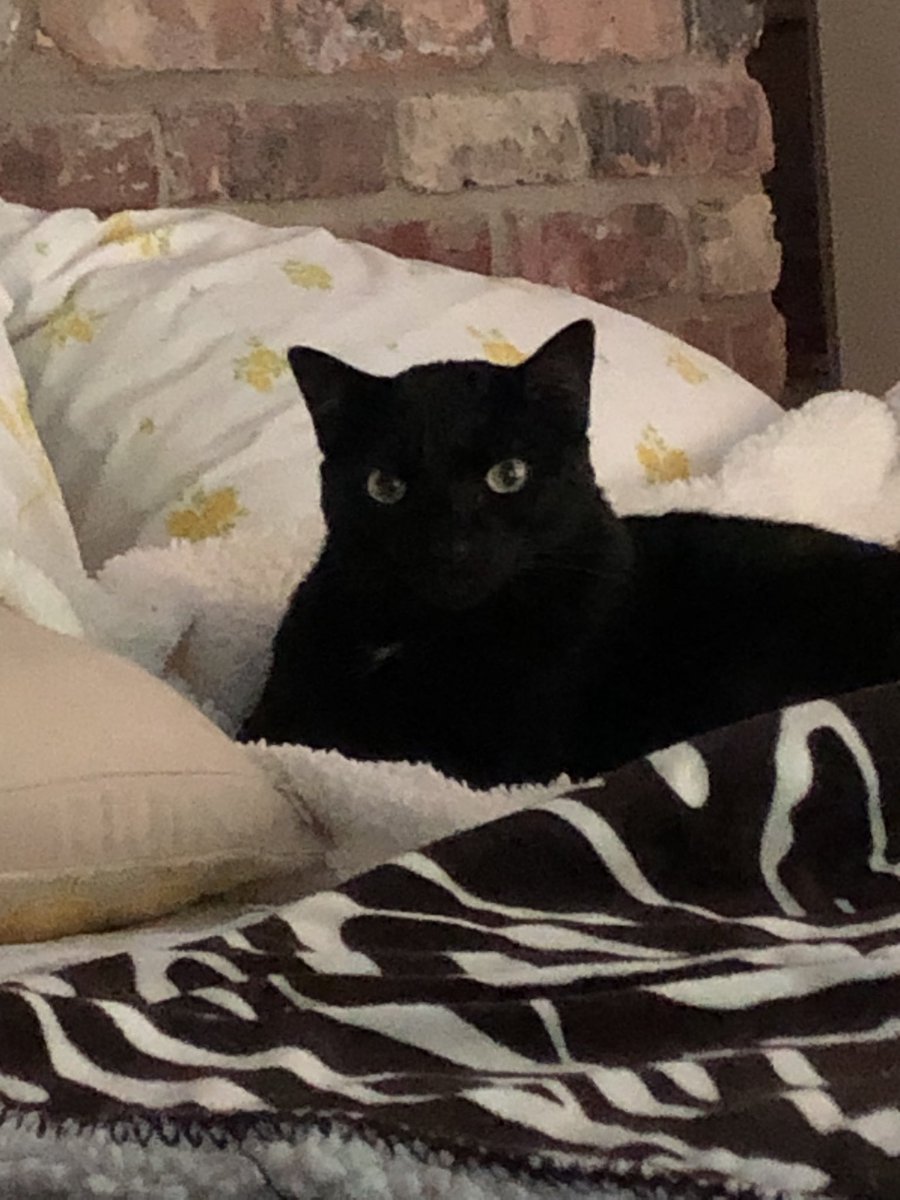 Cheaptarts's tweet image. Running a nationwide wireless alert test for something that isn’t on schedule &amp;amp; nobody knows the purpose, should be interesting. 
The acronym isn’t good either. #IPAWS 
Makes me think of my pets &amp;amp; time to order on Chewy!!
Bob agrees!! 🐾