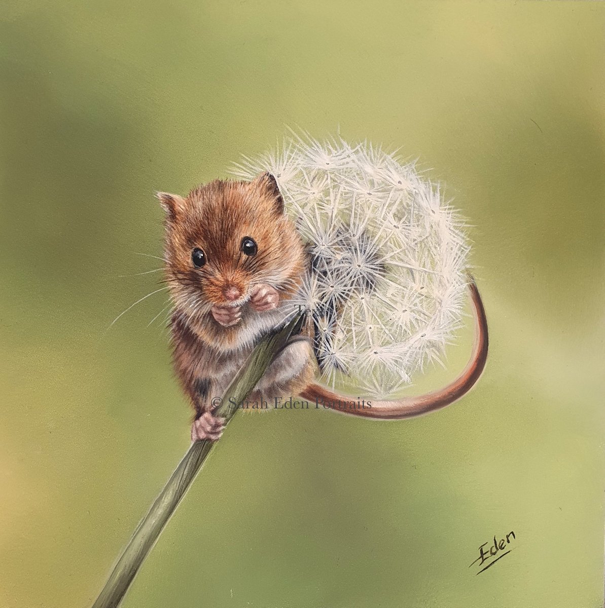 Just finished this life-sized little mouse. I've called this one 'Make A Wish' and it will be one of a pair but will also be available to purchase individually. Please drop me a message if you're interested.

Oil on board, 8 x 8'
Photo Ref: Jenny Warr
#mouse #mice #harvestmice