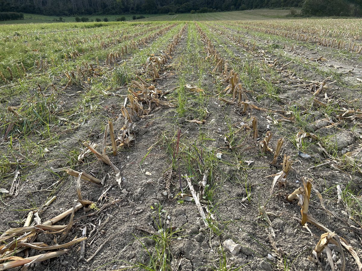 Inter-row sowing of grass between maize using appropriate varieties which don’t compete with crop. Drilled at time of/ shortly after planting. ✔️ all the boxes for soil health, sustainability, water quality, CS Scheme, SFI ⁦<a href="/AgrovistaUK/">Agrovista UK</a>⁩ #SoilHealth #maize