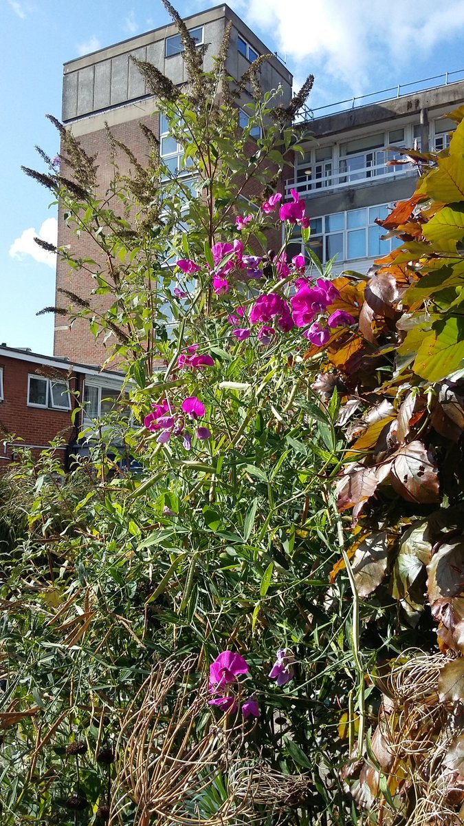 NicholasRWhite's tweet photo. A sunny afternoon in the hospice gardens at St Christopher's @StChrisHospice - with a surprising display of bee-friendly flowers, some even out for a second bloom ! Sweet peas, silver lace vine and fuchsias ... https://t.co/AJlhPV07TQ