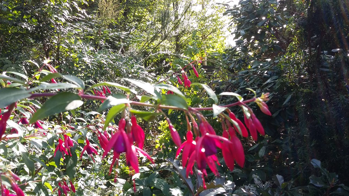 NicholasRWhite's tweet photo. A sunny afternoon in the hospice gardens at St Christopher's @StChrisHospice - with a surprising display of bee-friendly flowers, some even out for a second bloom ! Sweet peas, silver lace vine and fuchsias ... https://t.co/AJlhPV07TQ