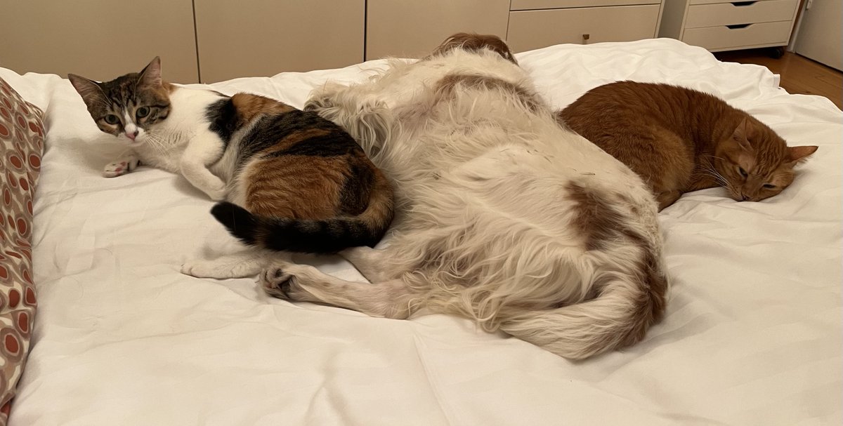 P_Yeroulanos's tweet image. 🐈🐕 Μια φωτογραφία ισοδυναμεί με χίλιες λέξεις. 
Μπορεί να είναι από τον δρόμο η Φίλη, ο Σίμπα και η Λούση, αλλά το σπίτι έχει γίνει δικό τους. Υπέροχοι χαρακτήρες, θαυμάσια παρέα και επίμονα αφεντικά. Το πιο αστείο είναι το πώς σε κοιτούν, όταν πας να τους ξεβολέψεις. Σαν να…