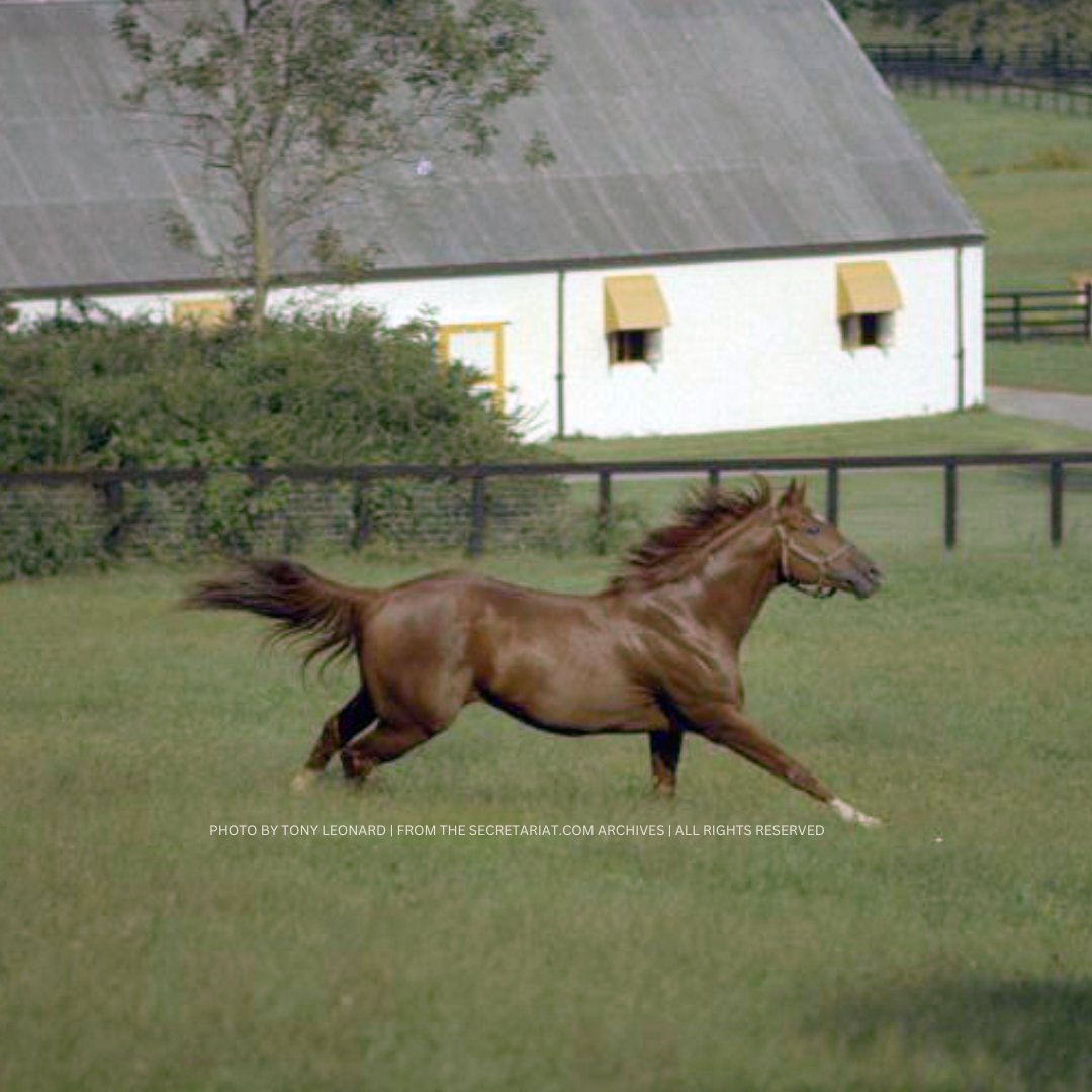 It was on this date in 1989 that Secretariat succumbed to laminitis. “He wasn’t just a horse, he was part horse, part myth. Forever seizing the day. Forever, in my mind, winking at the world and soaring on the wind.” ~ Bob Tompkins, The Town Talk 
Photo by Tony Leonard.