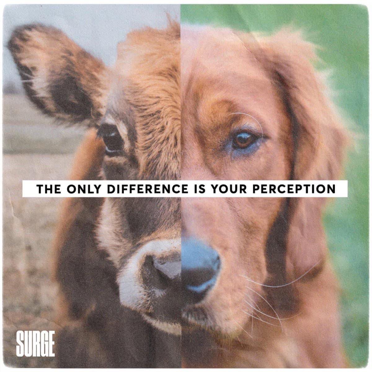 wesdex's tweet photo. Het is vandaag Eet Geen Dierendag!

In Nederland worden per dag meer dan 1,7 miljoen dieren geslacht. Dat zijn gemiddeld 1000 dieren per minuut…

#dierendag #eetgeendierendag #govegan https://t.co/PHZhO7zi6W