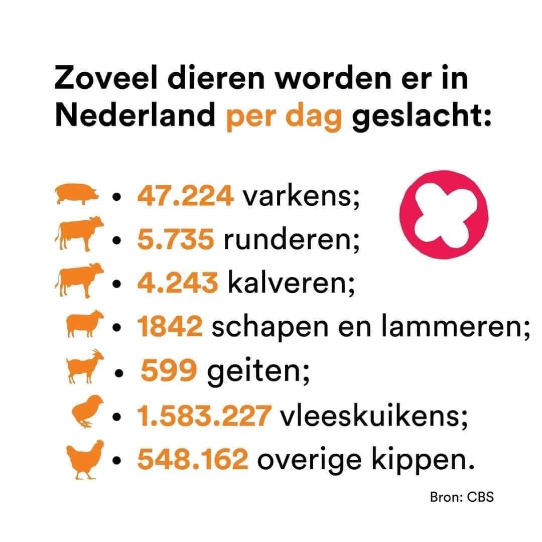 wesdex's tweet photo. Het is vandaag Eet Geen Dierendag!

In Nederland worden per dag meer dan 1,7 miljoen dieren geslacht. Dat zijn gemiddeld 1000 dieren per minuut…

#dierendag #eetgeendierendag #govegan https://t.co/PHZhO7zi6W
