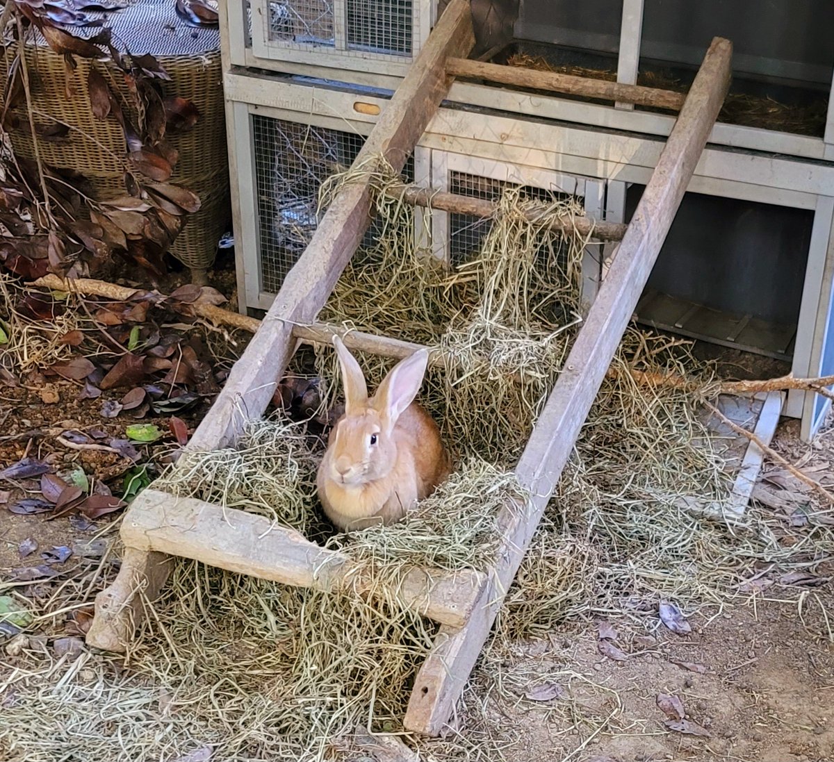 nozer0days's tweet image. Bunny life 🌻☀️ #flemishgiants #bunnies #rabbits #Wednesdayvibe