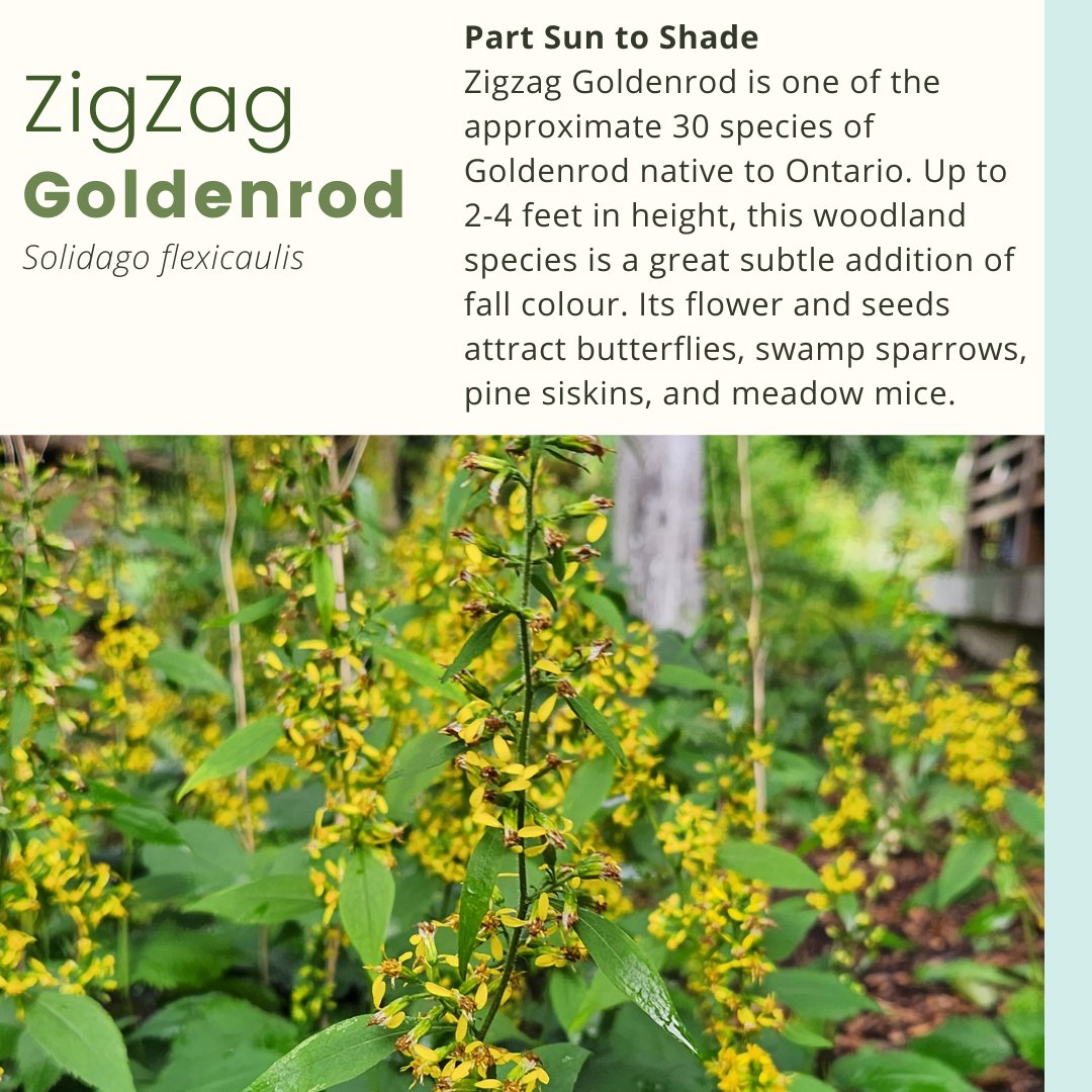 MLivingOutside's tweet photo. Sun exposure: Part sun to shade. 
Bloom: Jul-Oct 
Height: 8"-3' 
Zone: 2-9
Native range: NB, NS, ON, PE, QC
Native Habitat: Sandy stream banks; rich woods; slopes
*
#ZigzagGoldenrod #Solidagoflexicaulis 
#HomeGrownNationalPark #MaryLivingOutside #LifeIsBetterOutside https://t.co/JRsAyABPPk