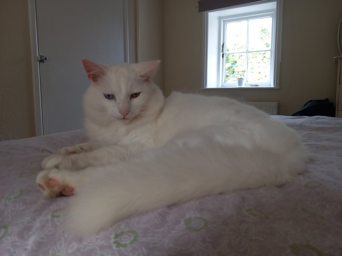 lazyperfection's tweet photo. Shiro resting after bringing me a rodent mid Teams call! #CatsOfTwitter #cat #whitecat #restingcat #homeworking #interruptingcat #lifeofacat https://t.co/dZUEPg7oC3