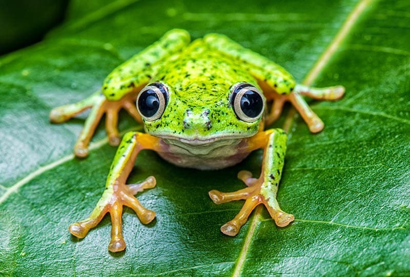 📢 Global Amphibian Assessment 2 is here 📢 The @Nature paper reveals that 223 amphibian species may already be extinct, and 2,909 are in danger of extinction. The study evaluates the extinction risk of ~8,000 species for @IUCNRedList. synchronicityearth.org/global-amphibi… #SaveAmphibians