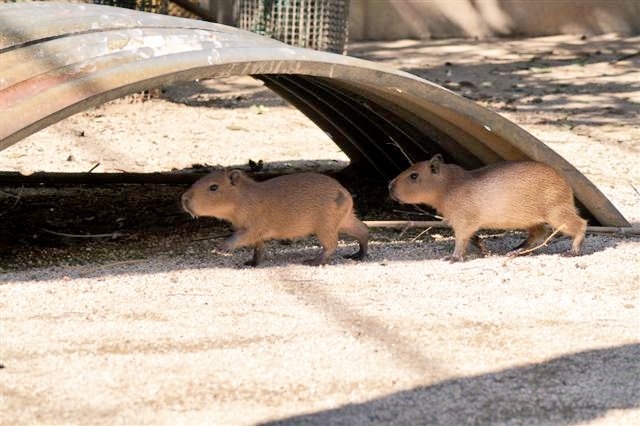 capyzoo's tweet photo. お休みなさい。 https://t.co/mpH8zjhhV3