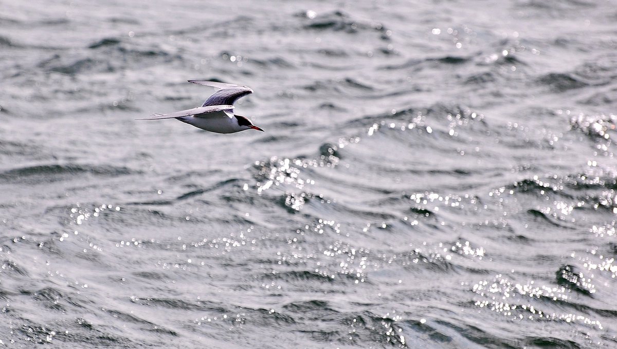 JaroJank's tweet photo. Rybitwa rzeczna (Sterna hirundo)

#Sternahirundo #birdflight #waterbirds #birdphotography #birdwatchers #birding #birdwatching #wildlifebirds #birds #wildbirds #wildlifephotography #NaturePhotography #TwitterNatureCommunity #BirdTwitter #Poland #BalticSeaRegion #BirdsSeenIn2023 https://t.co/umfnXvvDA8