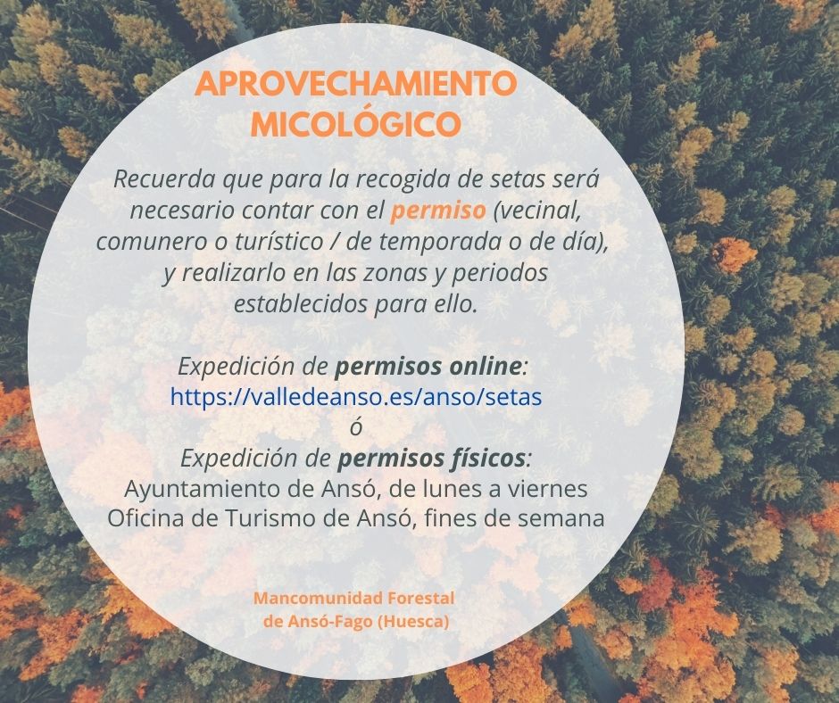 TurismoAnso's tweet photo. #Otoño sinónimo de #setas 🍄

Para su recogida será necesario contar con el #permiso proporcionado por la Mancomunidad Forestal #Ansó-Fago.

✍️ Tramitación física en el Ayto (días laborales) y en la OT (fines de semana) u online en: https://t.co/YeMtjAqXy7 https://t.co/g04jpcIQ7c