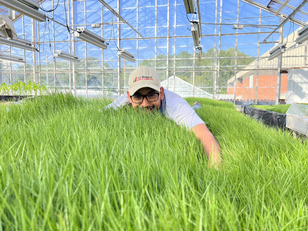 Susana Milla-Lewis (@ncturfbreeding) on Twitter photo When you let LOBO™️zoysiagrass grow too tall so you can do this 😂 #LoboLove 🐺❤️ #CantBlameHim 😍 <a href="/EsdrasCarbajal/">Esdras Carbajal</a> <a href="/SodSolutions/">Sod Solutions</a> <a href="/CropAndSoil/">NC State Crop & Soil Sciences</a> When you let LOBO™️zoysiagrass grow too tall so you can do this 😂 #LoboLove 🐺❤️ #CantBlameHim 😍 <a href="/EsdrasCarbajal/">Esdras Carbajal</a> <a href="/SodSolutions/">Sod Solutions</a> <a href="/CropAndSoil/">NC State Crop & Soil Sciences</a>