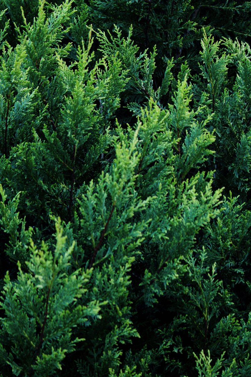 Fence Deodorant tweet media