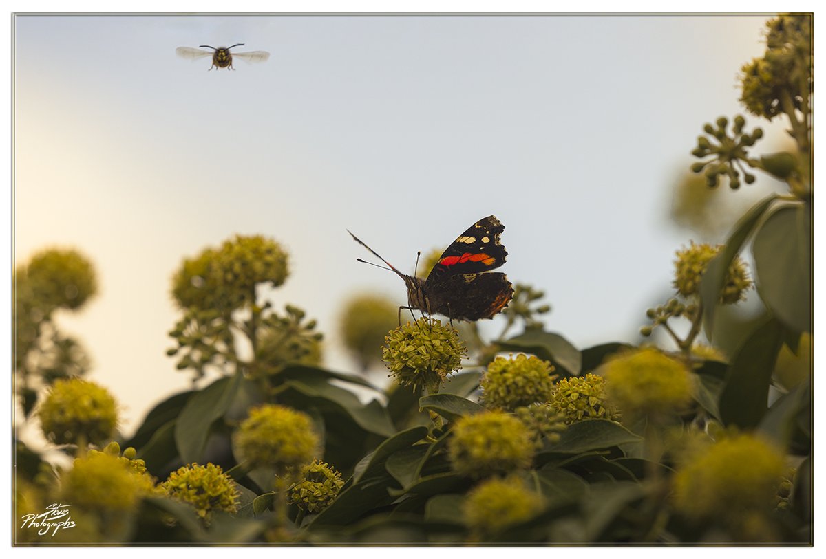 littleclibe's tweet photo. This goes to show the importance of leaving Ivy to flower. It's an important autumn food source for for butterfly and insects. @savebutterflies @YorksWildlife @Buzz_dont_tweet #SaveourInsects #Nature #TwitterNatureCommunity https://t.co/JWJuvpbRoD