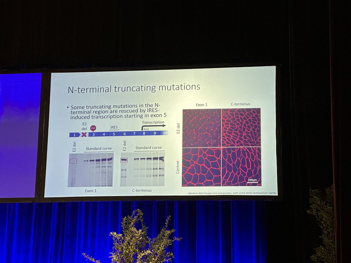 TLiewluck's tweet image. How #DMD mutations lead to asymptomatic or paucisymptomatic phenotype by Stefan Nicolau , our former Mayo Clinic Neuromuscular Fellow,and @KevinMFlanigan. #WMS2023