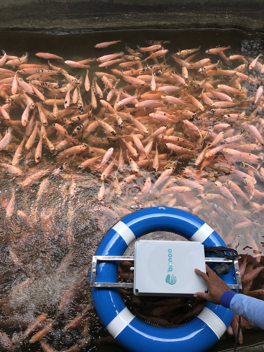 This week Natasha and Rana are interviewing Azellia Alma Shafira the CEO of Banoo, an aquaculture company based in Indonesia. Their MicroFish aerator focuses on added more oxygen into ponds evenly.