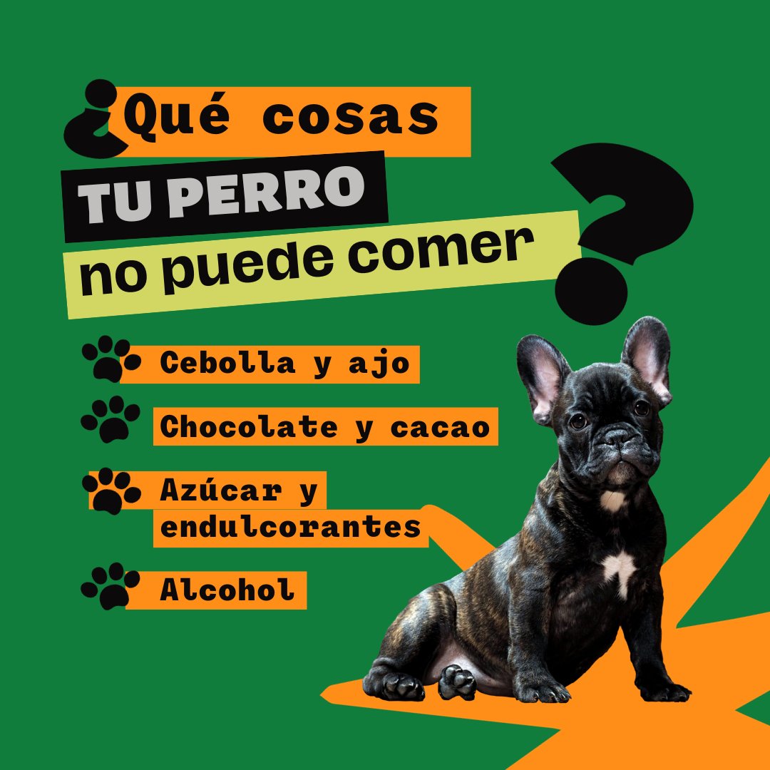 EquipVeterinari's tweet photo. ¿Lo sabías?
#CVCornella #salud #mascotas #alimentacion https://t.co/lRyXvqn9EA