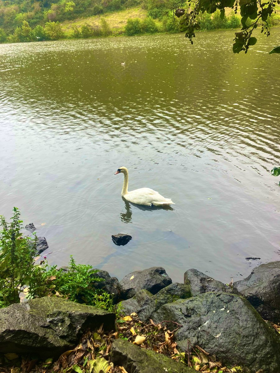 St Margaret’s Loch - Exploring the wildlife 🦢.  #pgdesciencemh