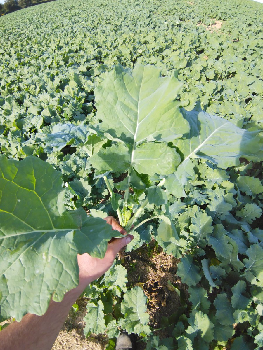 sylagri's tweet photo. #Colza24 variété helypse semis 29 /08 https://t.co/Wdm1OYR5cN
